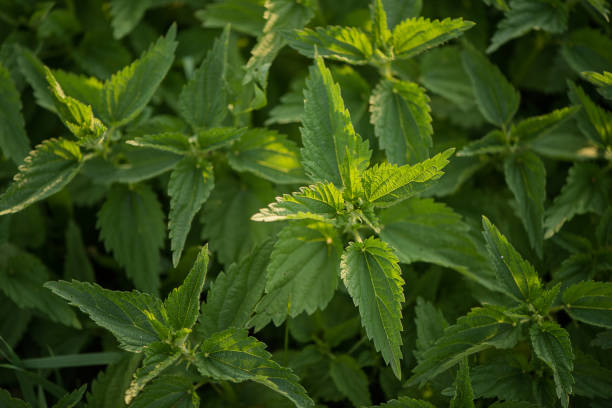 istock Urtica dioica, often called common nettle or stinging nettle 1222260922