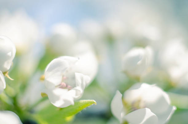 White flowers pear blossom is good nectar and for pear harvest on a sunny spring day