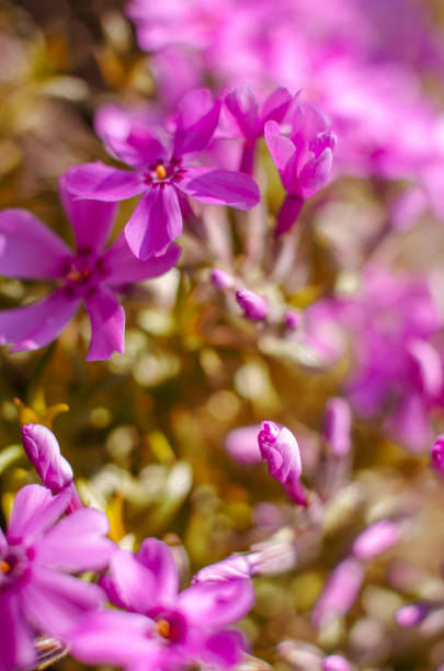istock Small phlox flowers for spring garden decoration 1222261117