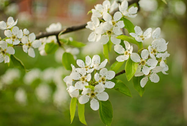 istock White flowers pear blossom is good nectar and for pear harvest 1222261144