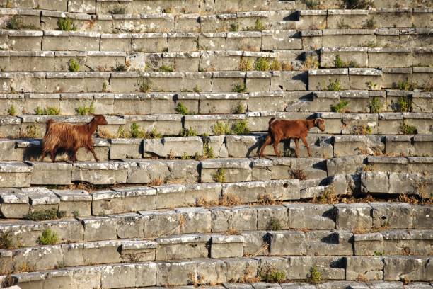 istock Goats in Xanthos, Kas, Turkey 1222261216