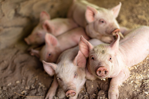pigs lying on a farm