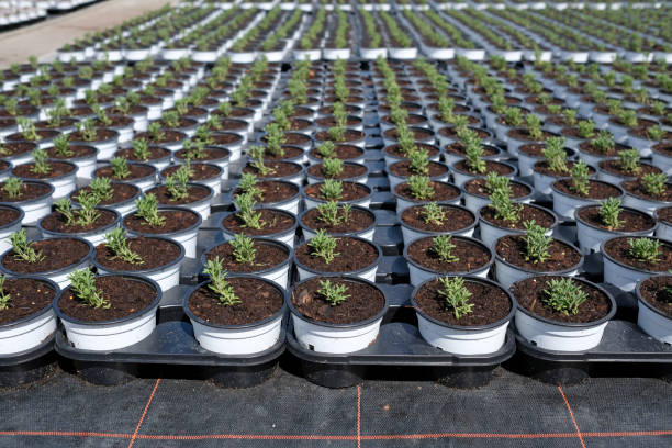 istock Rosemary being cultivated on a plantation 1222263188