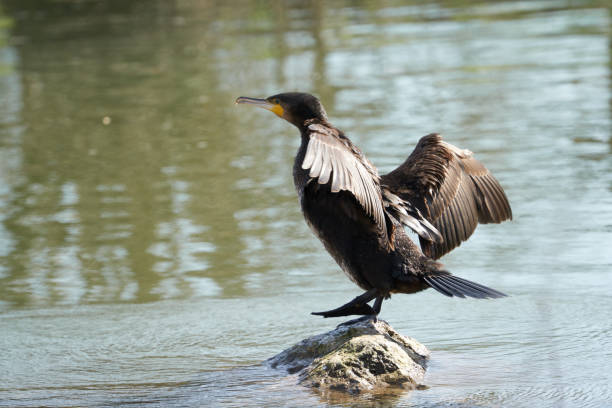 istock Cormorant standing on one foot in a river 1222263209