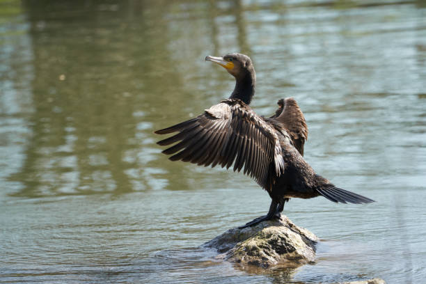 istock Cormorant standing on a stone in a river with wings spread 1222263297