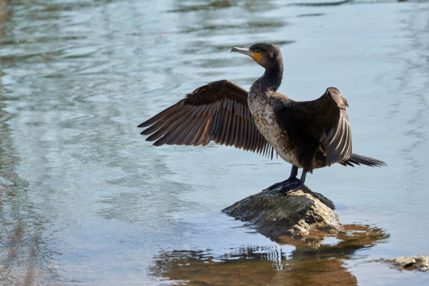 istock Young cormorant standing in a river 1222263417