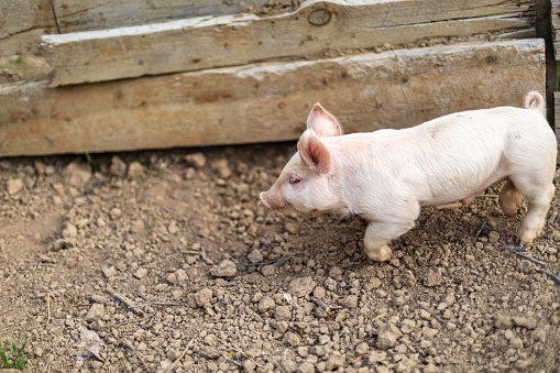 In Western Colorado Farm Life with Piglet in a pen (Shot with Canon 5DS 50.6mp photos professionally retouched - Lightroom / Photoshop - original size 5792 x 8688 downsampled as needed for clarity and select focus used for dramatic effect)
