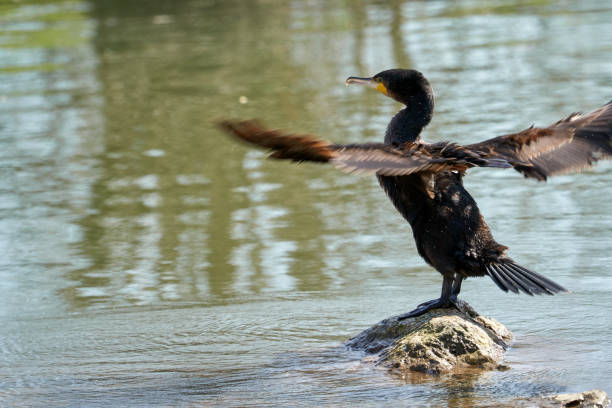 istock Cormorant spreading its wings to dry feathers 1222263855