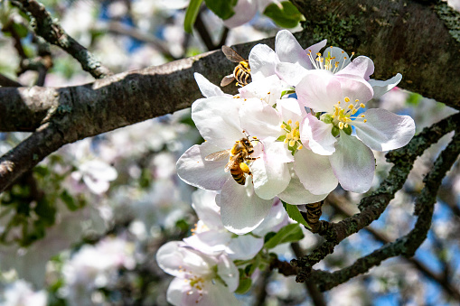 Bees pollinating white flowers of an apple tree at springtime.