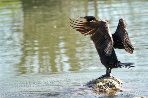 istock Cormorant flattering with its wings to dry them 1222264006
