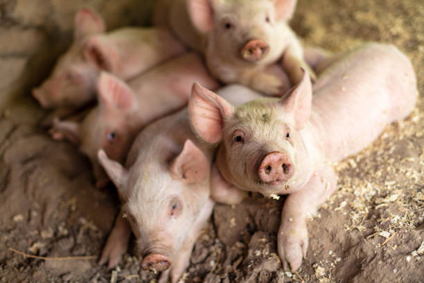 vida agrícola con cerditos en un bolígrafo en el oeste de ee. uu. - livestock pink agriculture nature fotografías e imágenes de stock