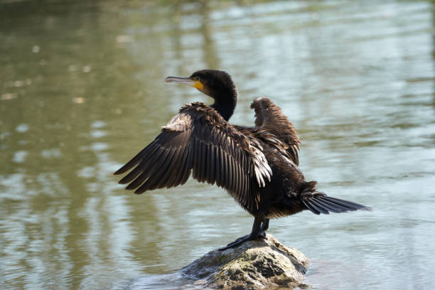 istock Cormorant standing on a stone in a river with wings spread 1222264637