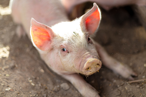 A group of baby pigs are standing in a pen. The pen is dirty and the pigs are dirty as well