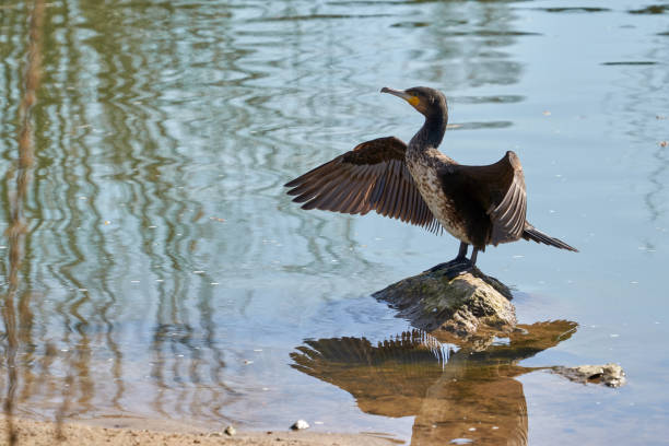 giovane cormorano in piedi in un fiume con riflessione - great black cormorant foto e immagini stock