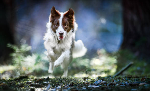 Beautiful dog border collie jump in deep forest. Fast speed run photo of happy dogs front view.