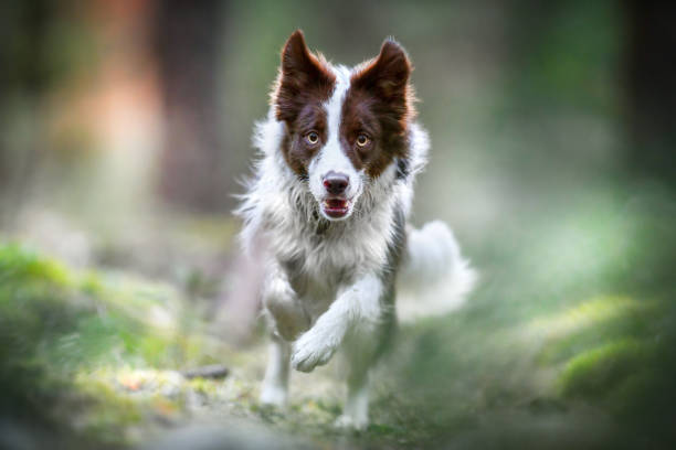 istock Beautiful dog border collie jump in deep forest. 1222266106