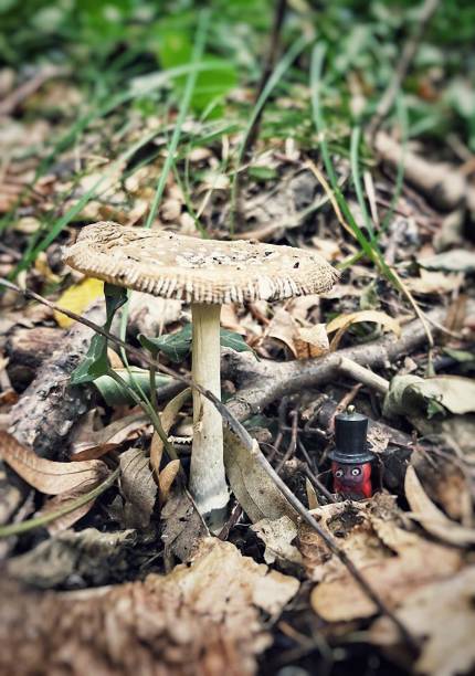 mushrooms growing in the forest