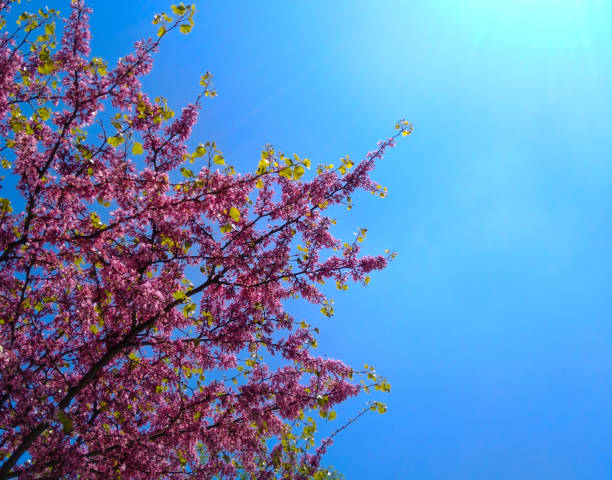 judas tree