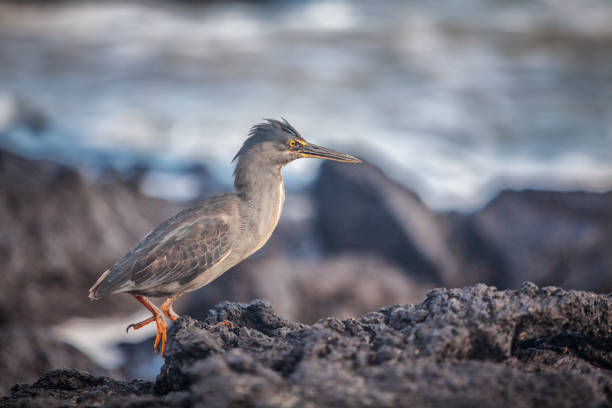 Héron strié, Butorides striata, Garza de Lava. Striated Heron. Galapagos. A striated heron, on the lava in the Galapagos archipelago. lava heron bird galapagos islands ecuador stock pictures, royalty-free photos & images