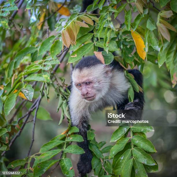 Singe Capucin Cebus Imitator Panamanian Whitefaced Capuchin Stock Photo - Download Image Now