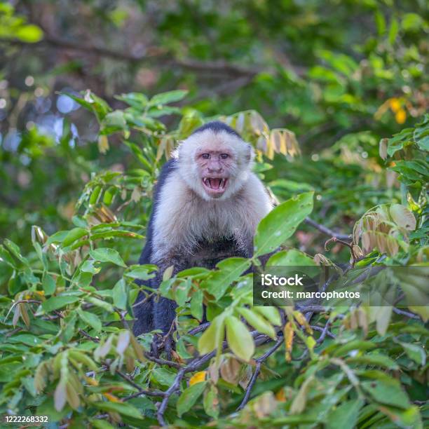 Singe Capucin Cebus Imitator Panamanian Whitefaced Capuchin Stock Photo - Download Image Now