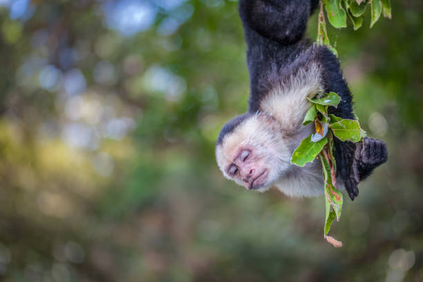 A Capuchin monkey in the jungle of Nicaragua.