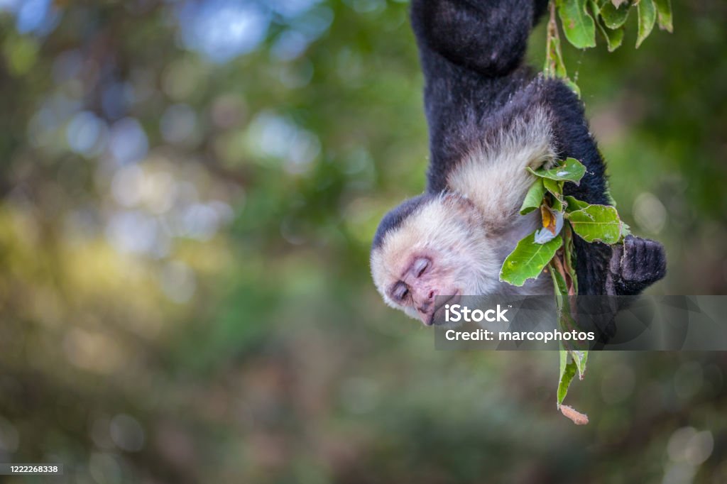 Singe Capucin, Cebus imitator, Panamanian white-faced capuchin A Capuchin monkey in the jungle of Nicaragua. Capuchin Monkey Stock Photo