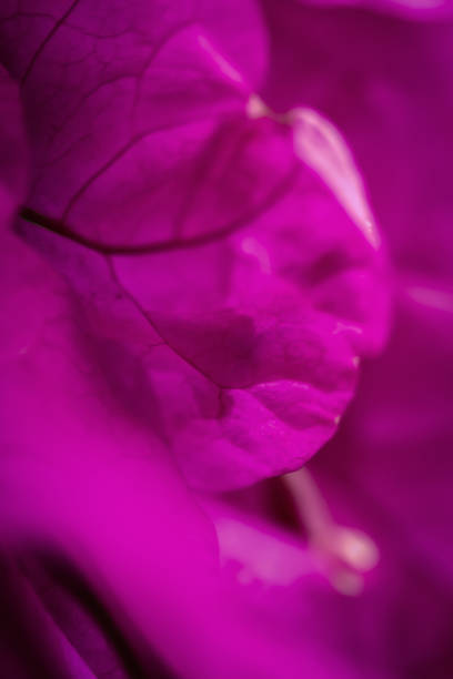 istock Close up pink bougainvillea flowers with blurring effect 1222268519