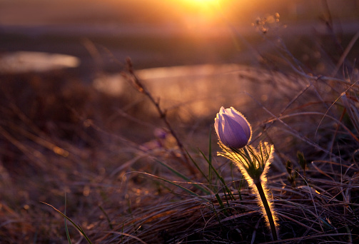 A beautiful backlit prairie crocus flower on the banks of the Bow River in Calgary, Alberta, Canada. This exquisite wildflower is the first flower each spring to bloom in most prairie regions.