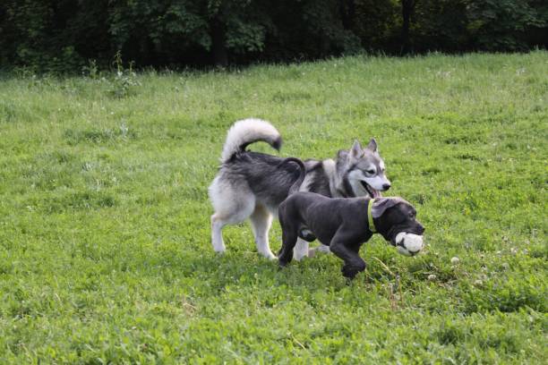 istock Siberian husky and cane corso are playing together 1222270407