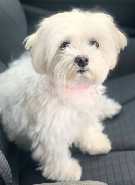 istock Cute Maltese Dog Sitting 1222270440
