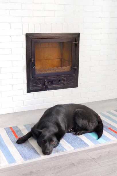 perro mongrel negro duerme en casa en el suelo de madera - mestis fotografías e imágenes de stock