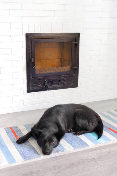 black mongrel dog sleeps at home on wooden floor - mestis imagens e fotografias de stock