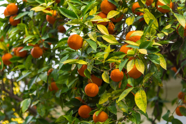 primer plano de tangerinas - citrus fruit mandarin orange orange large group of objects fotografías e imágenes de stock