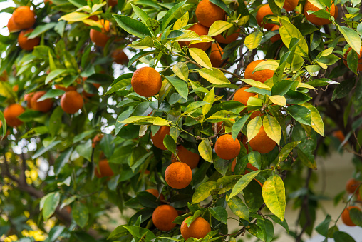 Macro of tangerine tree.