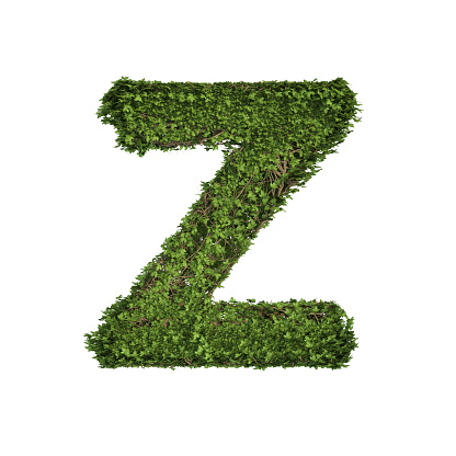 Ivy plant with leaves, green creeper bush and vines forming letter Z, English alphabet text font character isolated on white in nature, growth and eco environment concept. 3d tree illustration.