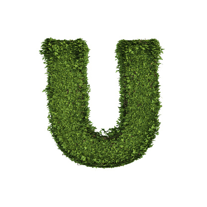 Ivy plant with leaves, green creeper bush and vines forming letter U, English alphabet text font character isolated on white in nature, growth and eco environment concept. 3d tree illustration.