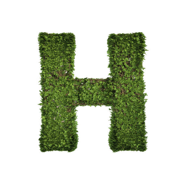 아이비 식물잎, 녹색 크리퍼 부시와 덩굴 형성 문자 h, 자연, 성장과 환경 환경 개념에 흰색에 고립 된 영어 알파벳 텍스트 글꼴 문자. 3d 트리 그림입니다. - letter h alphabet three dimensional shape green 뉴스 사진 이미지