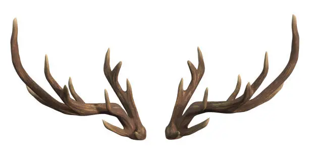 deer, isolated, antler, white background, 3d rendering