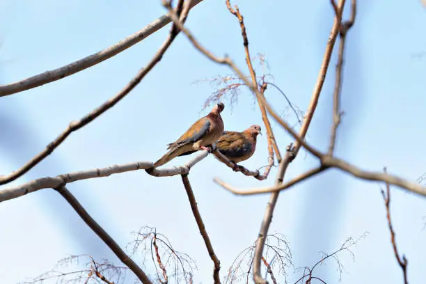 Photo of Two pigeons are sitting on a tree branch in sunny day with blue sky