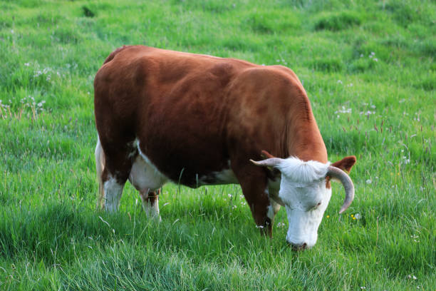 istock A beautiful cow grazing in the pasture 1222273230