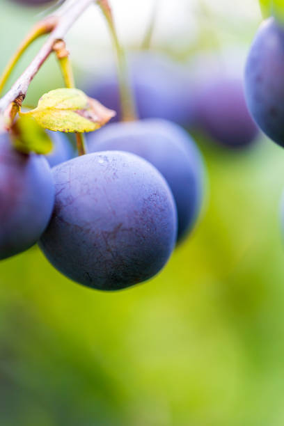 One Red plum, and one sliced plum on white background