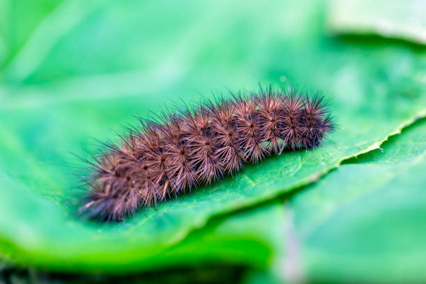 Big brown hairy caterpillar on green leaf