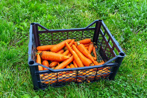 Organic red fresh carrots in plastic box