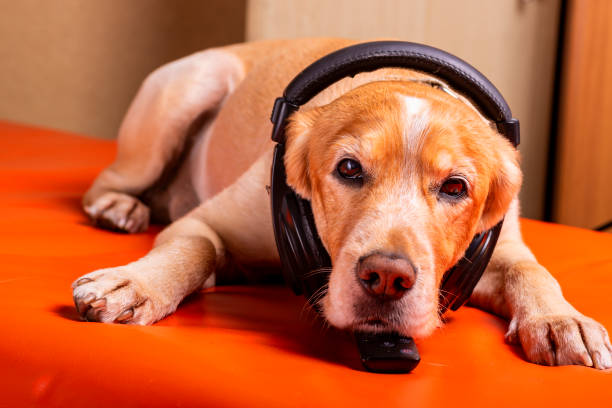 istock a sleepy dog listens to music during a virus quarantine 1222273594