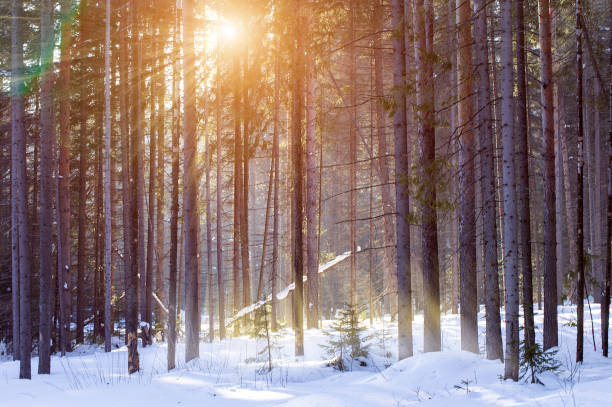 istock Winter pine forest on a sunny day 1222273686