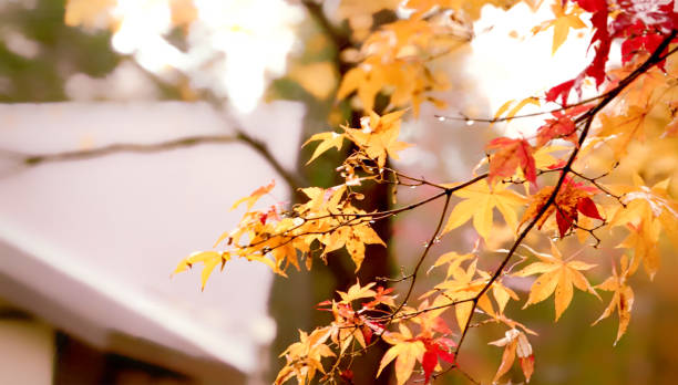 istock Vivid coloured maple leaves in autumn. 1222273741
