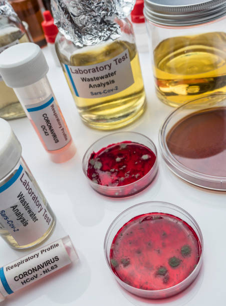 istock Bacteriological petri-disk culture with wastewater samples, analysis of sars-cov-2 virus in patients infected by human coronavirus 229E, conceptual image 1222275032