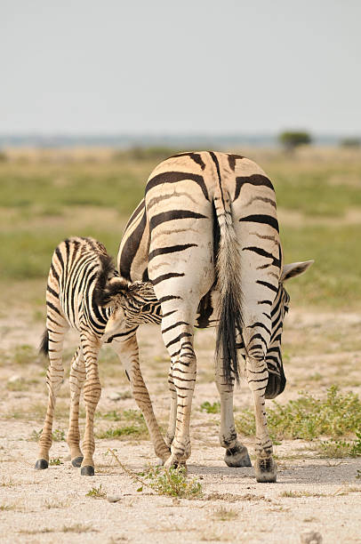 zebra nutrire il suo puledro - mehrere tiere foto e immagini stock