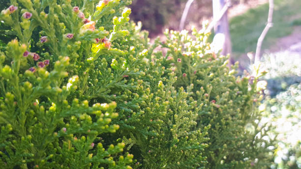 istock green thuja hedgerow close up photo background. 1222275779